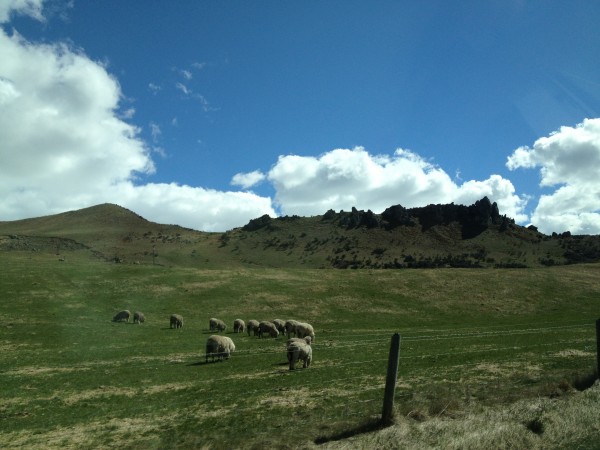 Christchurch to Greymouth Drive, Southern Alps, New Zealand, Sheep