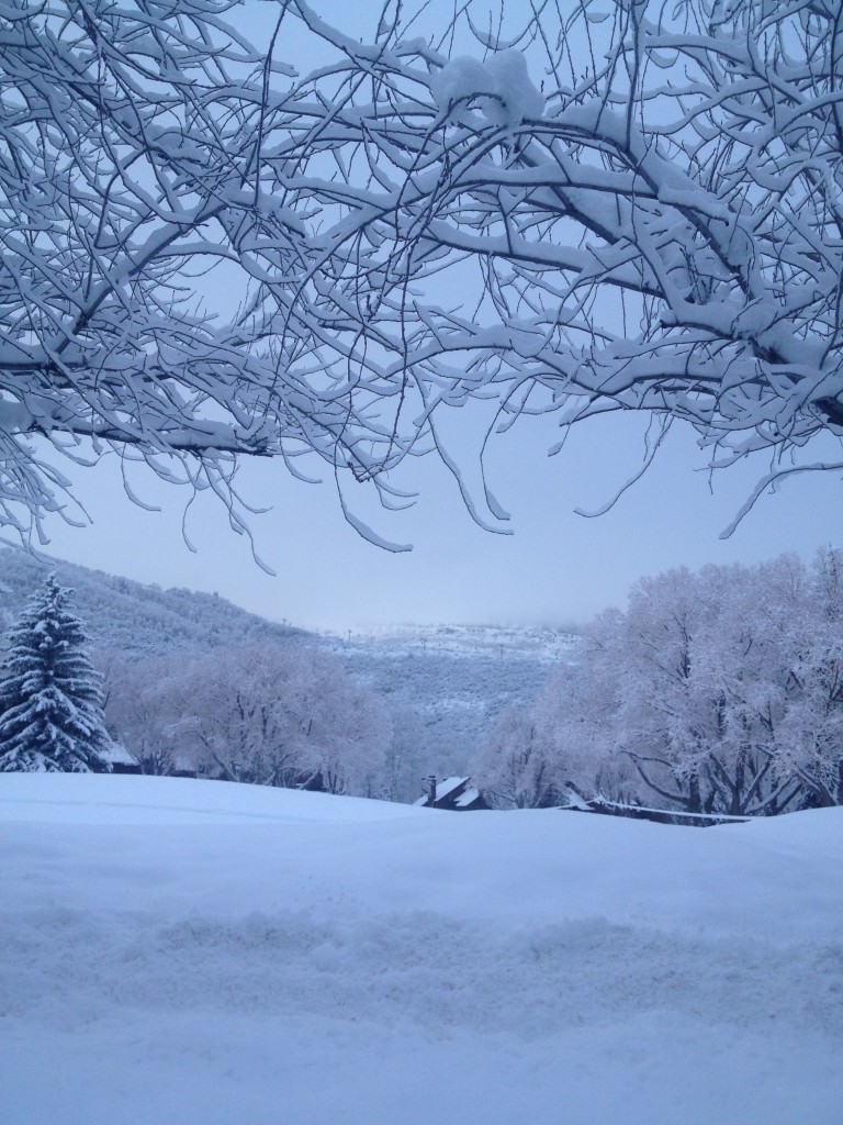Snowy Trees in Park City, Utah