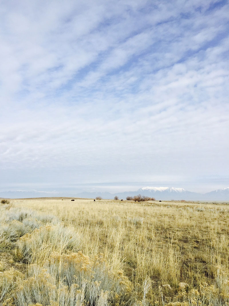 Bison with Mountains in Distance, Fielding Garr Ranch, Antelope Island State Park Utah