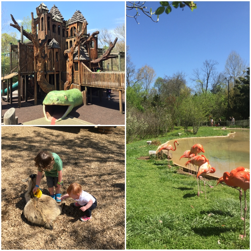 Nashville Zoo at Grassmere, Top 10 Things to Do in Nashville with Kids