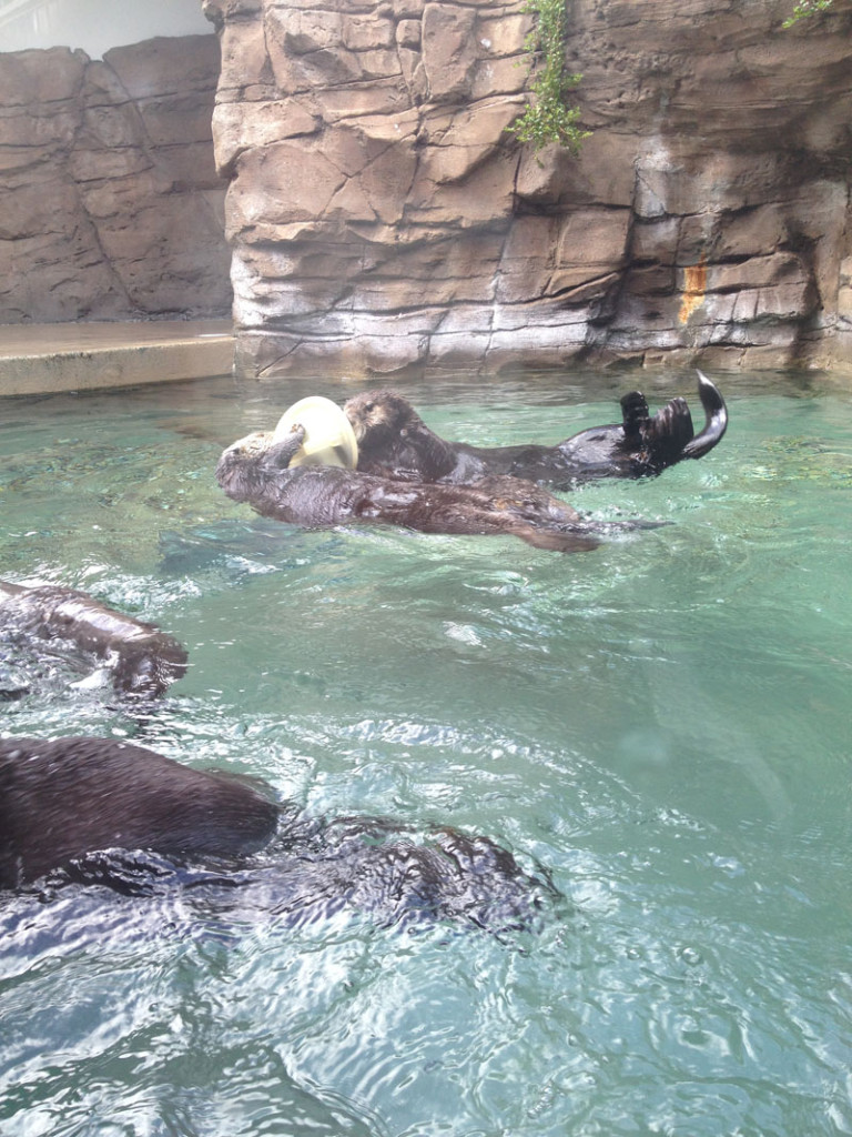 Otters-Seattle-Aquarium, seattle kids activities