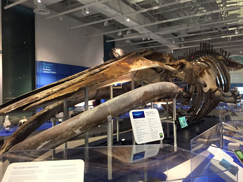Blue Whale, Canadian Museum of Nature, Ottawa.