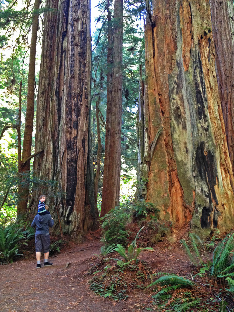 Lee & Reuben Hiking Through California Redwoods
