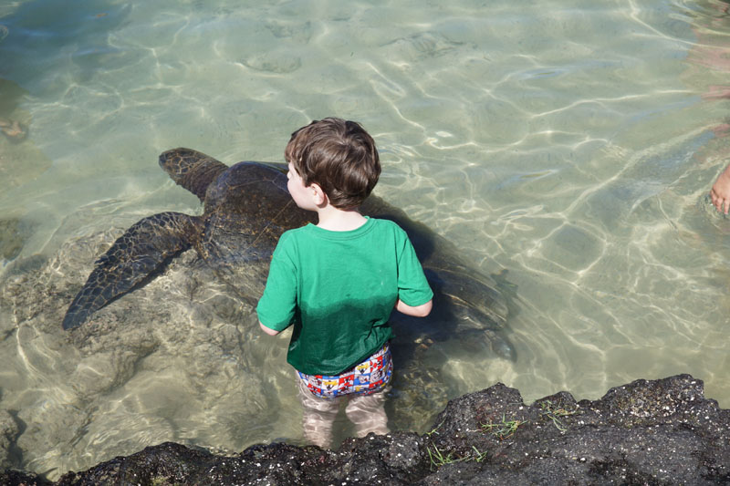 Big Island, Hawaii swim with turtles