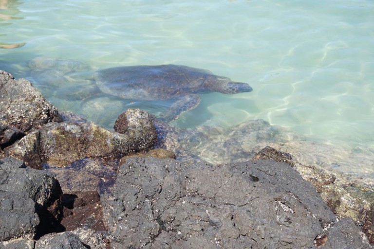 Swimming with Sea Turtles in Hawaii – Flashpacker Family Travel Blog ...