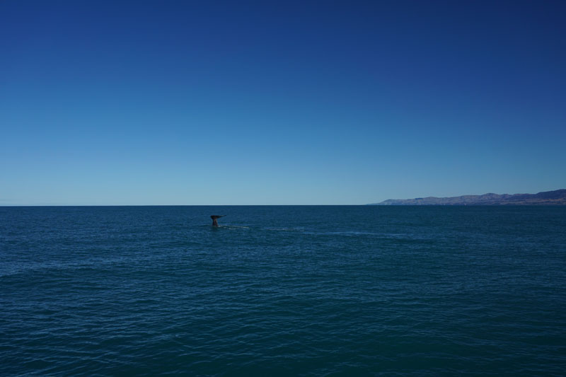 Our first whale takes a dive