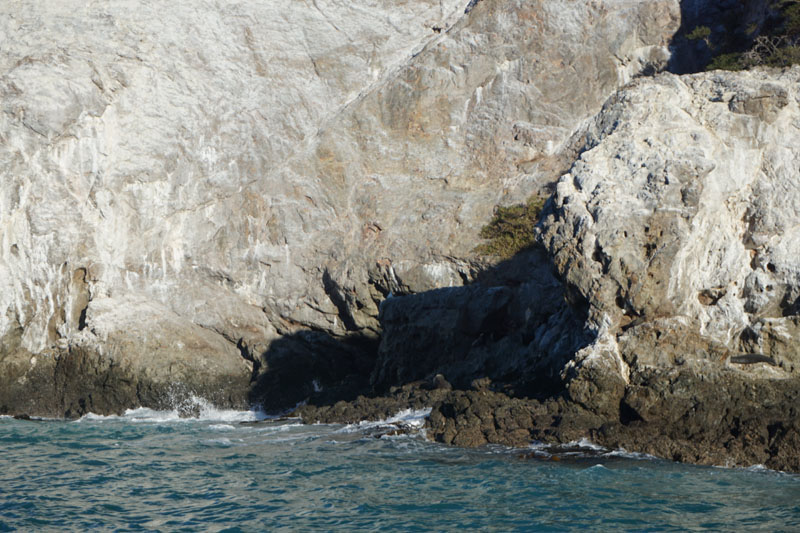 Seals hanging out on the rocks