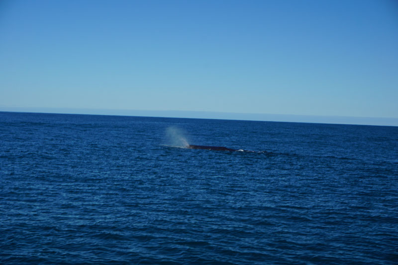 We Spied Our First Whale!