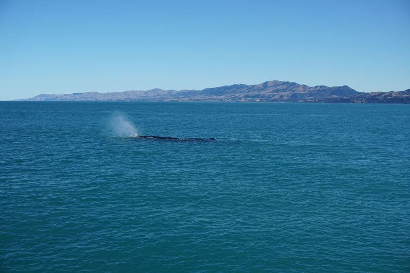 Whale Blowing