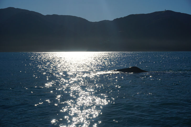 Whale Number 2 Hanging Out in the Sun