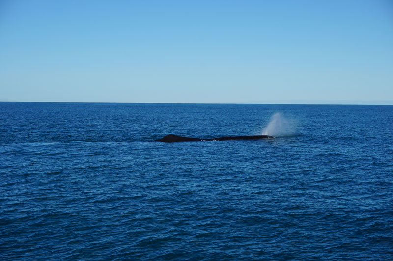 Whale Number 3 spouting