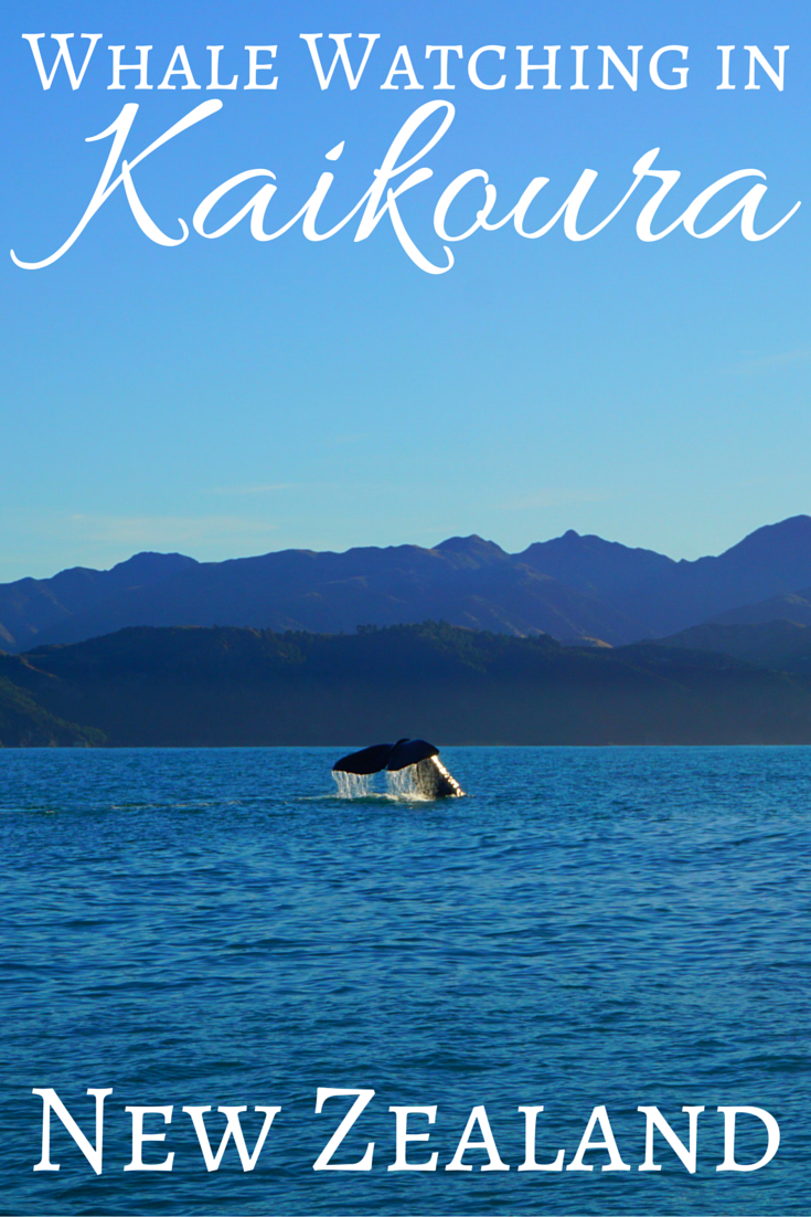 Whale Watching in Kaikoura New Zealand