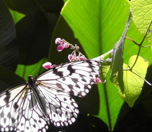 Penang Butterfly Garden in Pictures